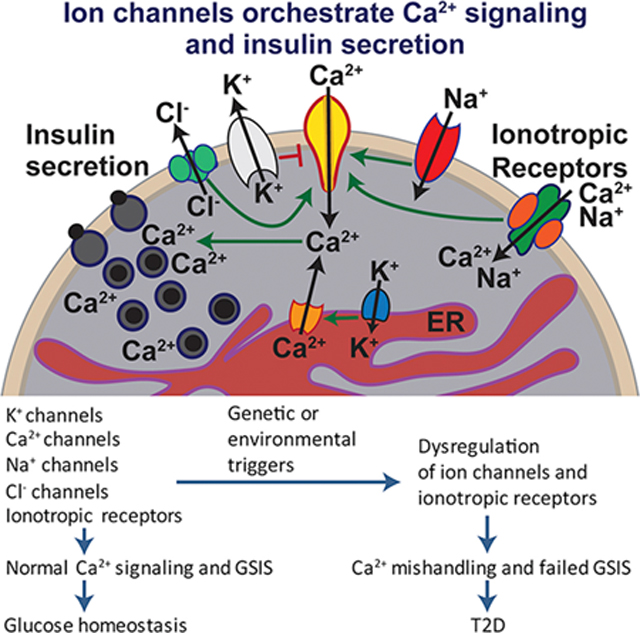 graphic file with name nihms-1538588-f0005.jpg