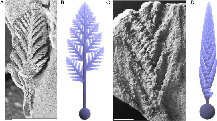 Fig. 2.