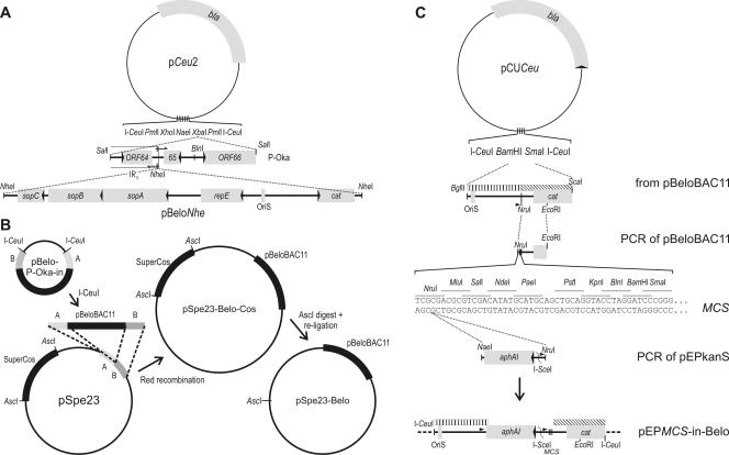 FIG. 1.