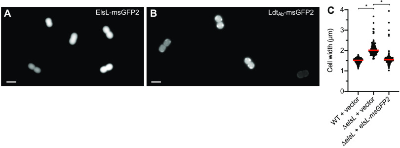 FIG 2