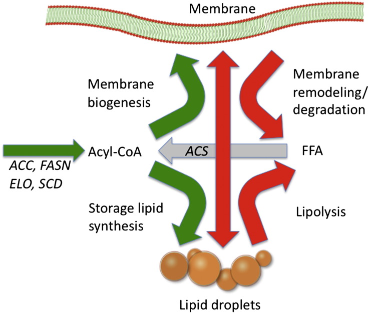 Fig. 3