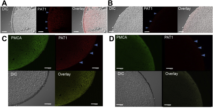 Figure 2