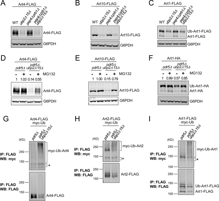 FIGURE 3: