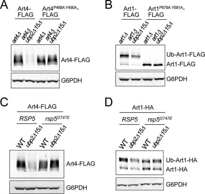 FIGURE 4: