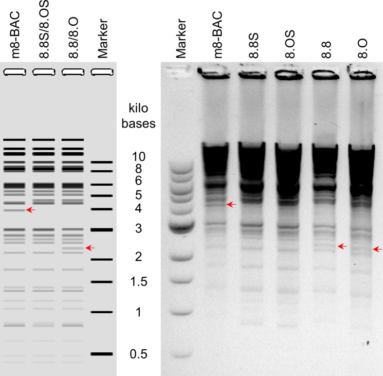 Fig 4