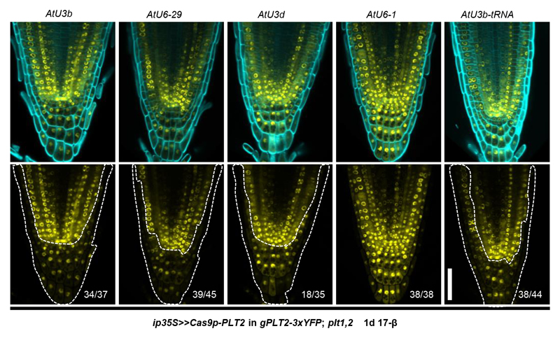 Extended Data Figure 4