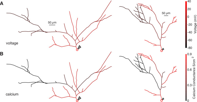 Figure 7—figure supplement 1.