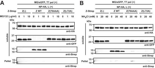 FIG 6