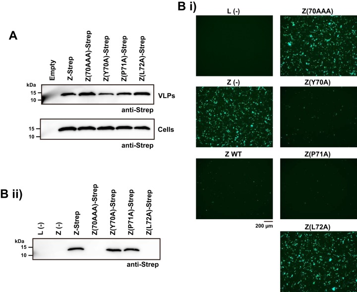 FIG 3