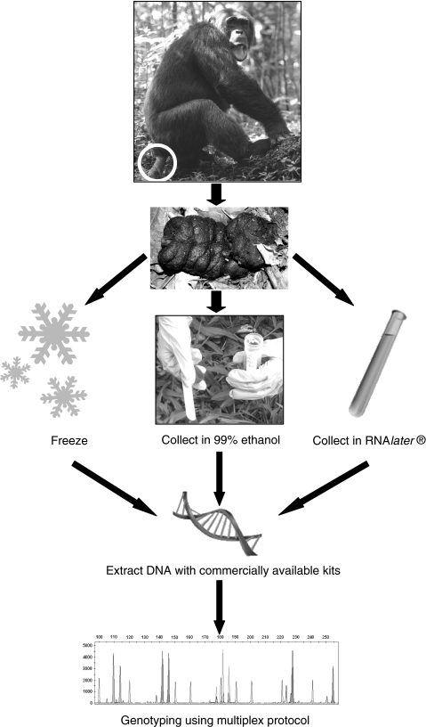 Fig. 1