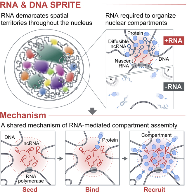 graphic file with name nihms-1750767-f0008.jpg