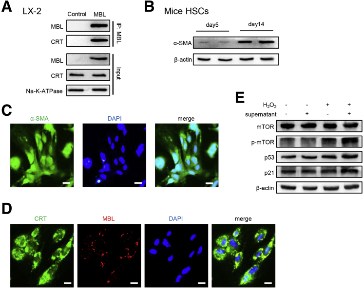 Figure 13