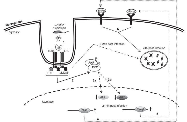 Figure 11.