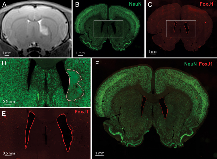 FIG. 7.