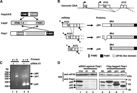 FIG. 1.