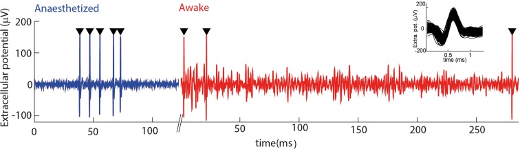 Figure 1—figure supplement 1.