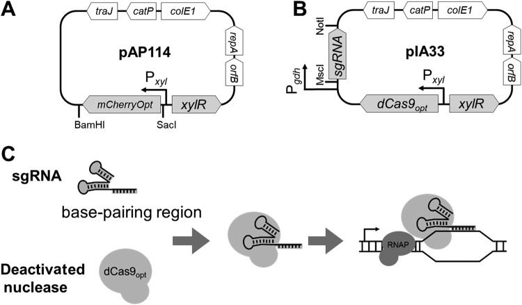 FIG 1