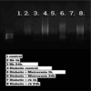 Fig 8