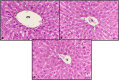 Fig 9