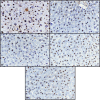 Fig 12