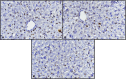 Fig 11