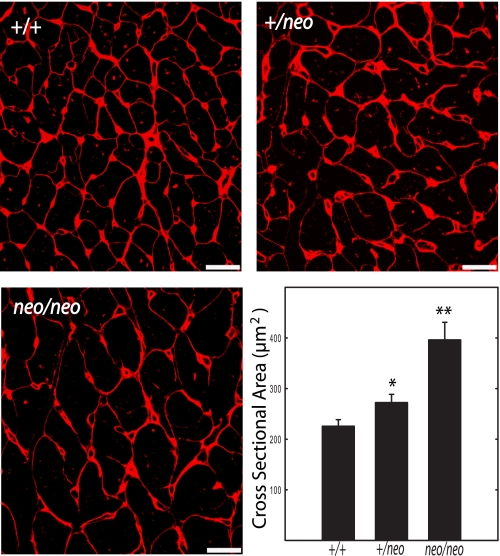 FIGURE 5.