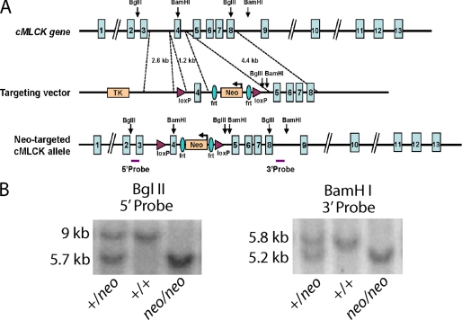 FIGURE 1.