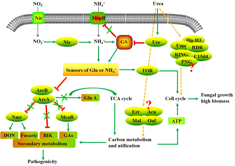 Deciphering the transcriptomic response of Fusarium verticillioides in ...