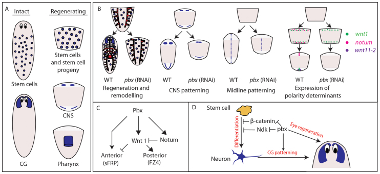 Fig. 8.