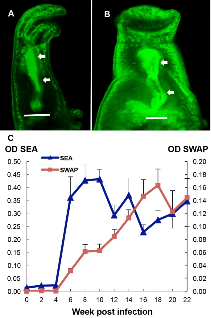 Fig 6