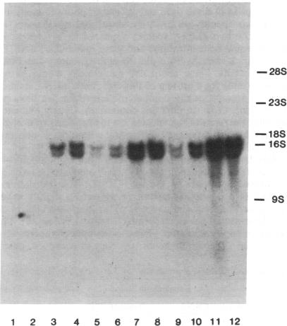 graphic file with name pnas00616-0080-a.jpg