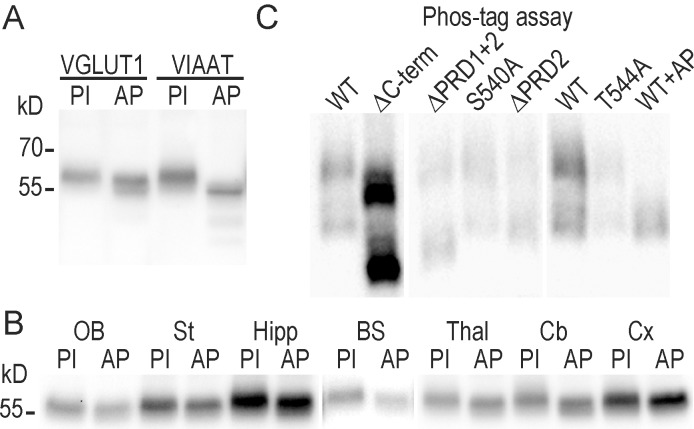 Figure 4—figure supplement 1.