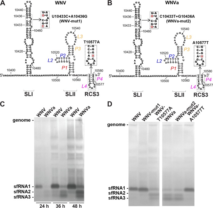 FIG 2