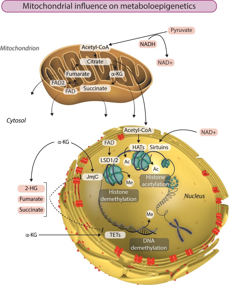 Graphical Abstract