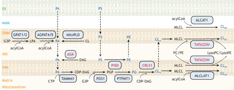 Fig. 2.