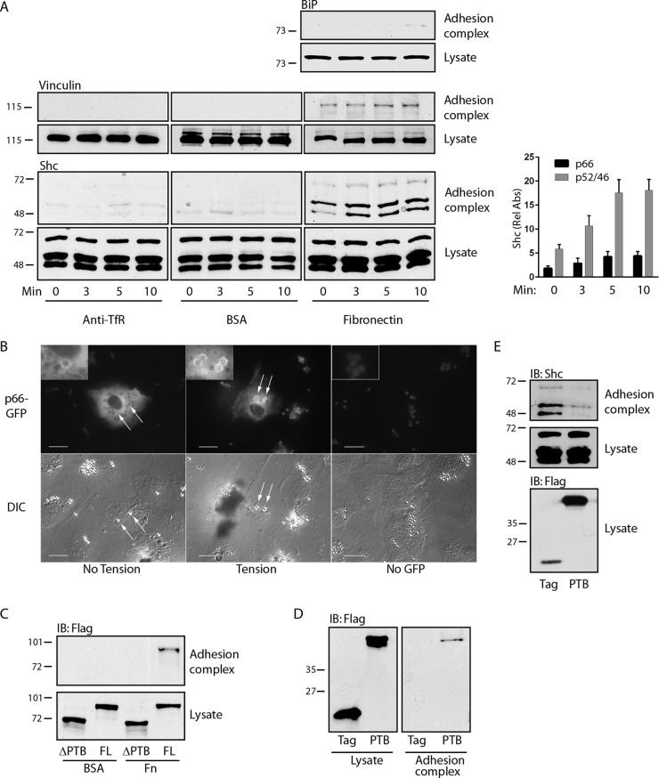 FIG 1