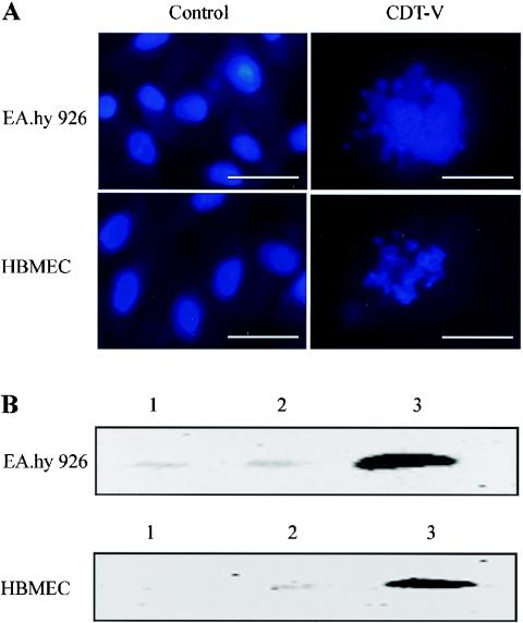 FIG. 7.