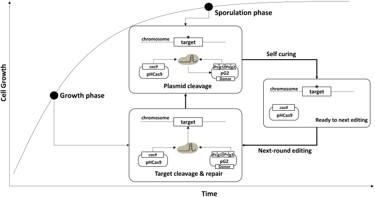 FIGURE 2