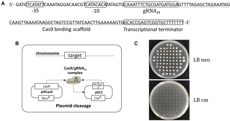 FIGURE 1