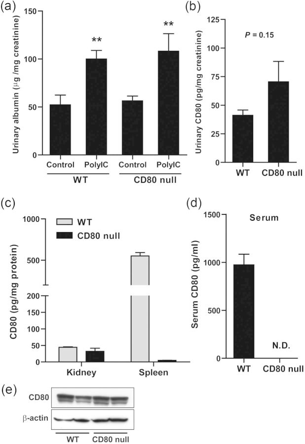 FIGURE 6: