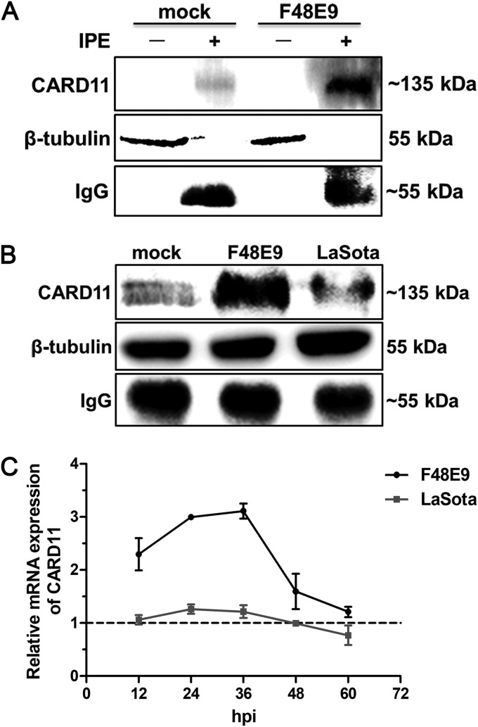 FIG 4