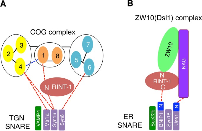 FIGURE 7: