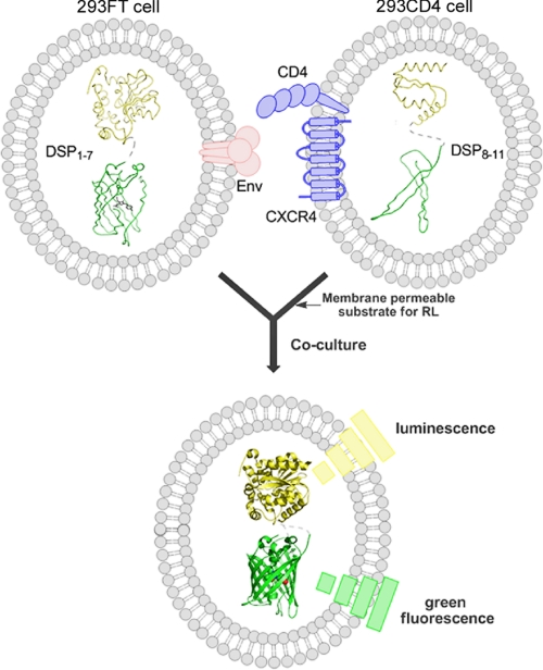 FIGURE 2.