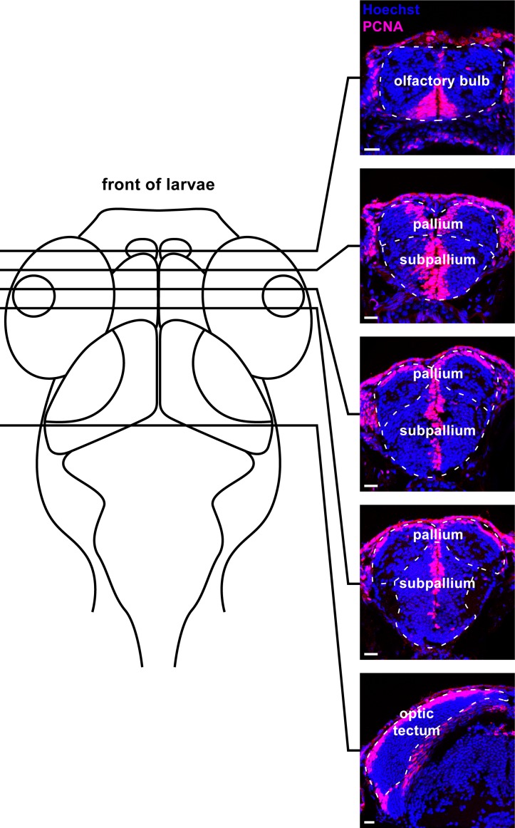 Figure 2—figure supplement 1.