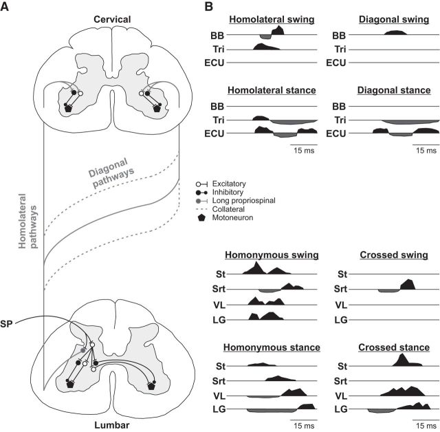 Figure 11.