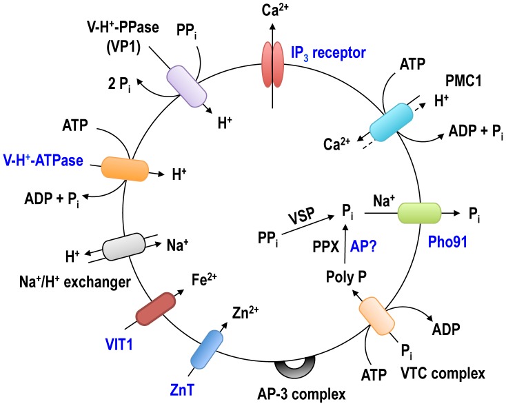 Figure 7