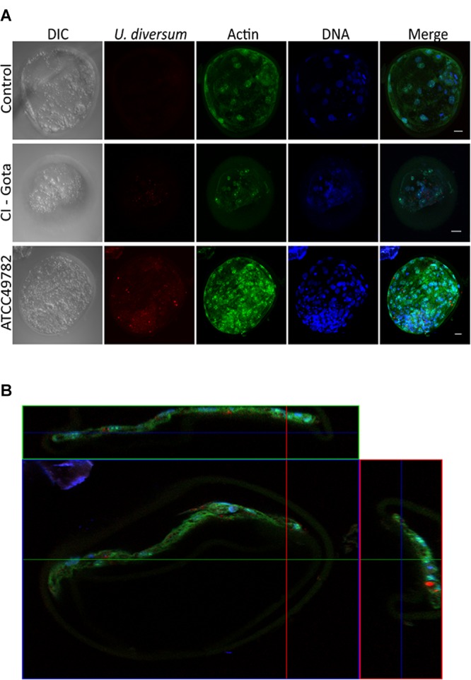 FIGURE 6