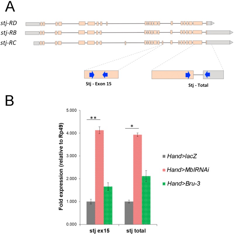 Figure 5—figure supplement 2.