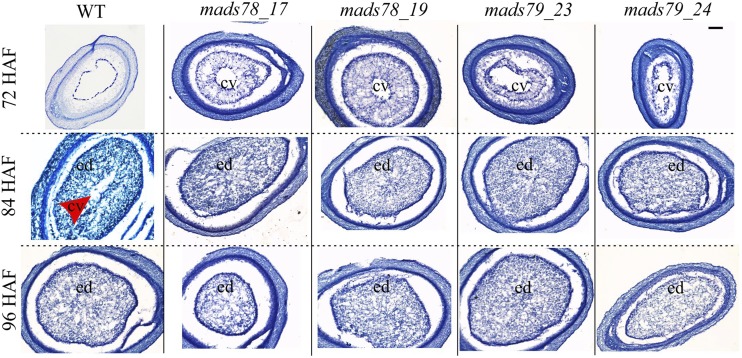 Figure 5.