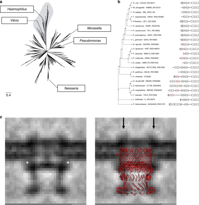 CryoEM structure of the type IVa pilus secretin required for natural ...